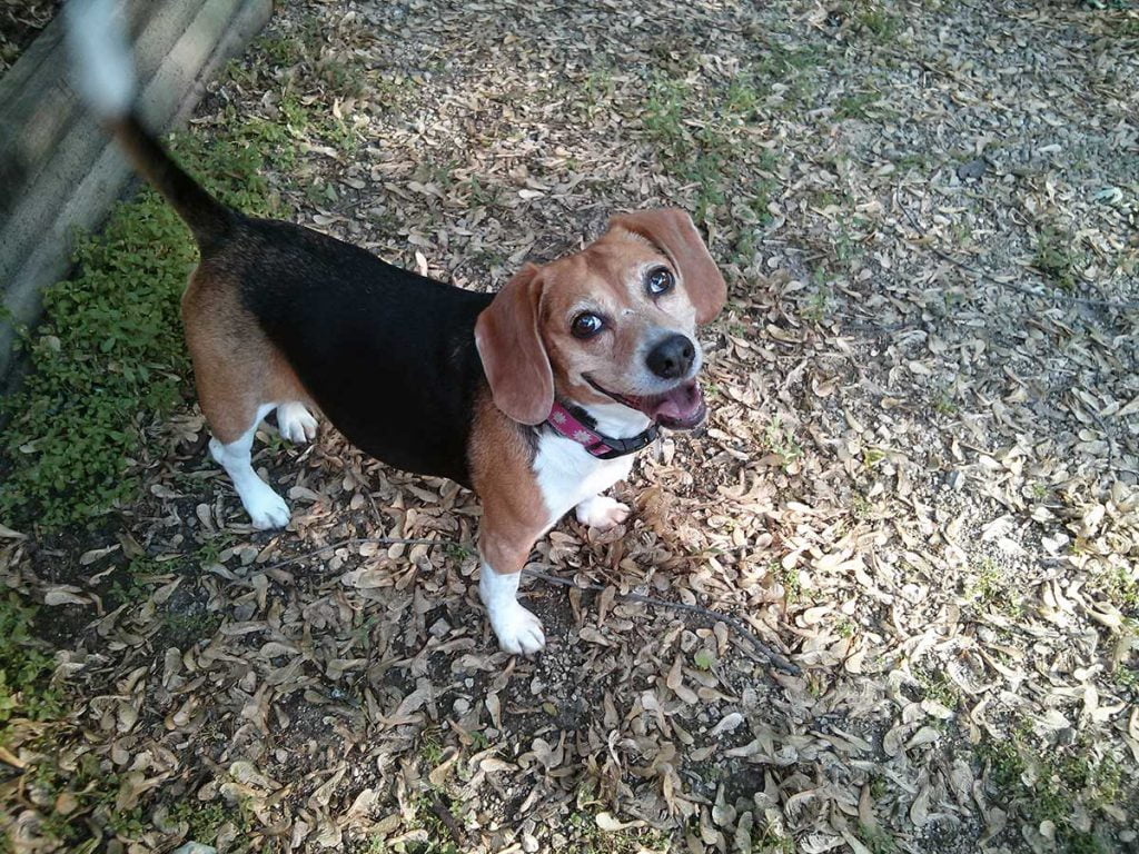Skittles the Smiling Beagle