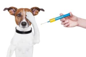 Dog being vaccinated