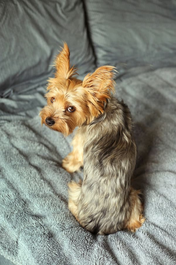 Yorkie