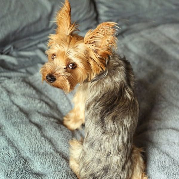 Yorkie