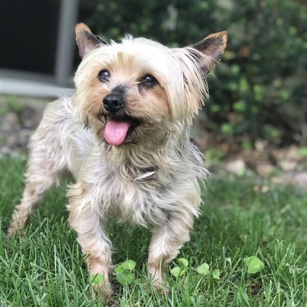 Small Dog Rescue of Minnesota Small Dogs, Big Hearts