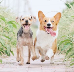 Smiling dogs